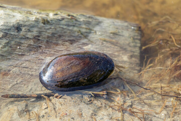 Wild freshwater mussel closeup on the shore of a fresh northern european river with clear water....