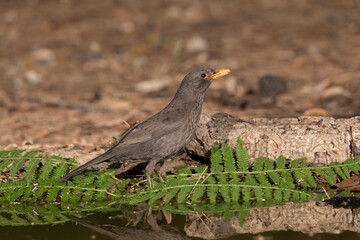 Mirlo común bebiendo y bañándose en el estanque (Turdus merula)