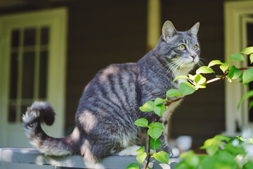 cute cat on a wooden terrace, walks in a country house and looks into the garden
