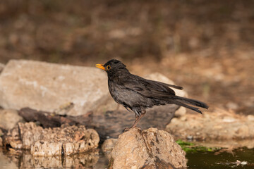 Mirlo común bebiendo y bañándose en el estanque (Turdus merula)