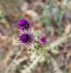 A pink flower on a plant