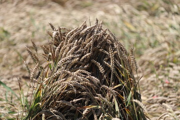 Wheat field with beautiful intricated patterns after rain and wind, during a hot summer day.