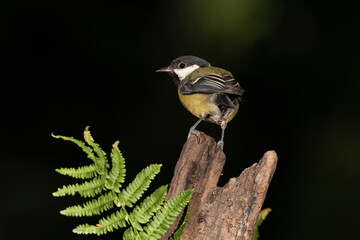 Carbonero común posado en una rama con líquenes  (Parus major)