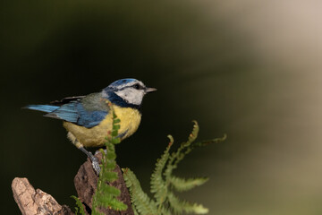 Obraz premium Herrerillo común posado en una rama en el parque (Cyanistes caeruleus)