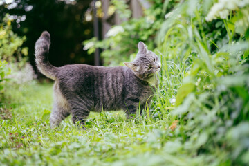 Cute cat on the grass next to the terrace. Eating grass, walking near country house, happy pet