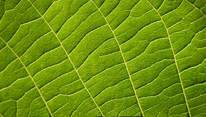 Green leaf illuminated by the sun in a close-up