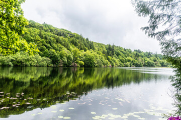 lake in the forest 
