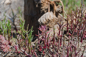Sarcocornia, a perennial grows on the shores of salt lakes with fleshy stems.