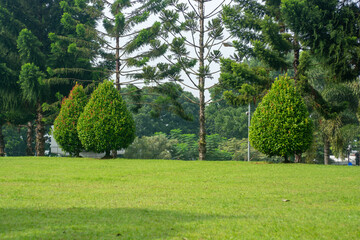 Fototapeta premium green field and trees in the park, bandung. Scenery morning in garden