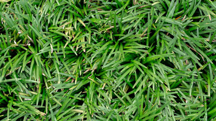 Fototapeta na wymiar natural green grass background with texture