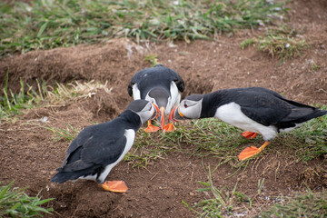atlantic puffin on country