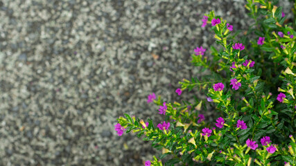 False heather flowers with dark background in the garden. flower frame with copy space