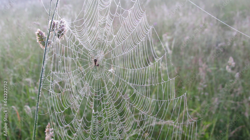 Wall mural a large spider web with a spider