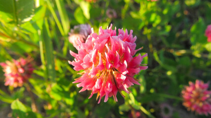 Red clover perennial in close-up