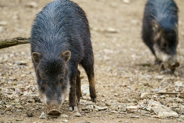 Chacoan peccary (Catagonus wagneri), also known as the tagua.