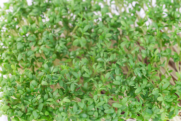 Microgreens in plastic container, homegrown cress salad, horizontal, closeup
