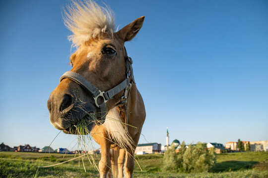 A ginger horse with a white mane with a bunch of grass in his mouth. The bottom point of the survey against the background of the sky.