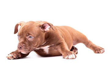 A brown American bully puppy is lying quietly.
