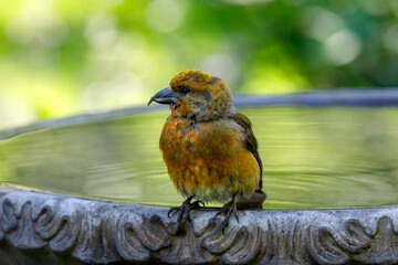 red crossbill perched on a birdbath with colorful background and reflection in water