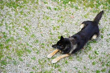 Black and brown dog on gravel resting and looking at something.  Top view with copy space, animal theme and dog care concept.