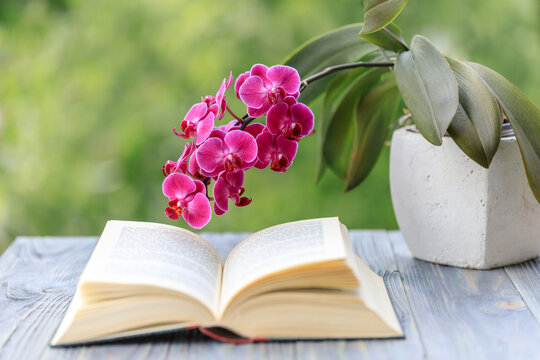 Potted blooming purple orchid flower and open book on wooden table in the summer garden on the  blurred green
