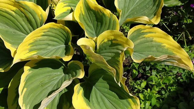 A yellow-green hosta in the garden. Leaves sway in the wind.