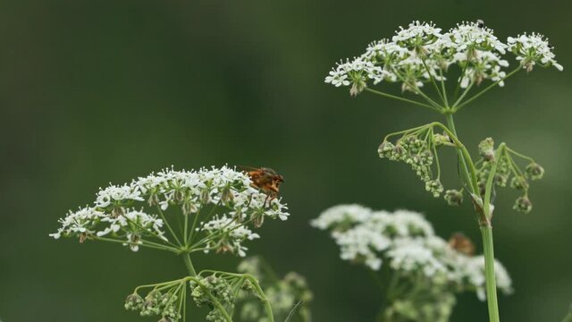 Anthriscus sylvestris, known as cow parsley, wild chervil, wild beaked parsley, Queen Anne's lace or keck, is a herbaceous biennial or short-lived perennial plant in the family Apiaceae Umbelliferae