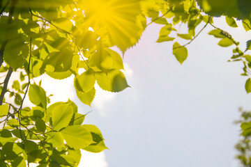green leaves on the background of the sky frame
