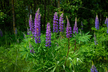 Fototapeta premium Lupinus albus. Beautiful purple and blue wild flowers of lupinus