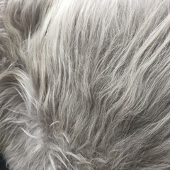 Longhair natural sheepskin rug texture