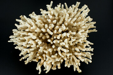 White coral