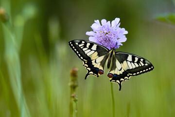 Old World Swallowtail butterfly on a flower in the grass