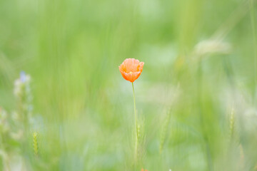 Papaver rhoeas or the common poppy flower in a summer field