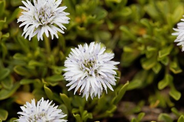 Flower of the globe daisy Globularia repens