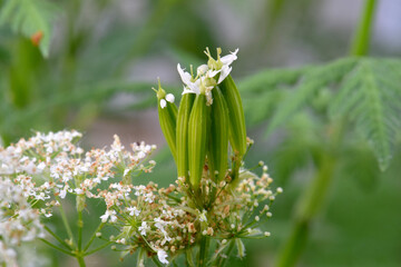 Sweet Anise 01