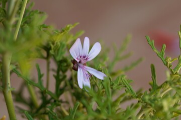 Rasp leaf pelargonium, Pelargonium radens