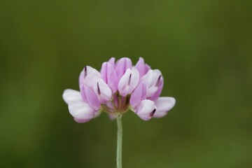 Flowers of a purple crown vetch, Securigera varia