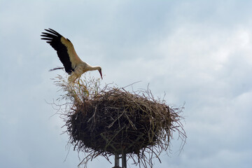 A white stork in the Polish countryside. Young storks - stork ringing, numbering. 