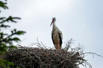 A white stork in the Polish countryside. Young storks - stork ringing, numbering. 