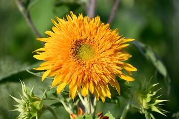 Sunflower in field