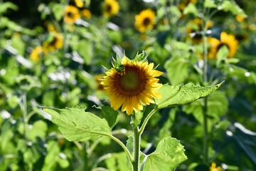 sunflower in the field