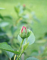 Flor de clavel © Alexis Ayala