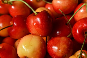 Full frame of colorful rainier cherries 