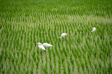 白鷺と水田