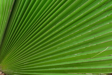 Obraz premium close up of green palm leaf 