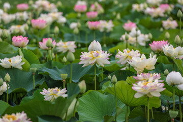 満開のハスの花