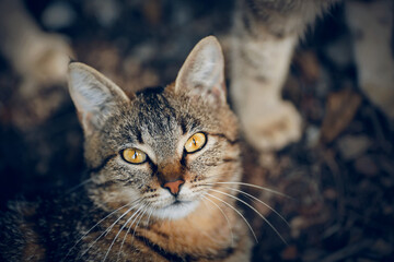 Portrait of a street homeless tabby cat