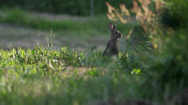 Wild rabbits are being stalked and fleeing from danger. Wildlife concept.