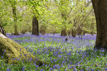 spring in the forest