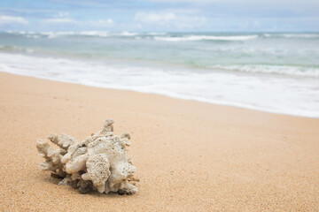 Coral on tropical sandy beach with ocean waves in background